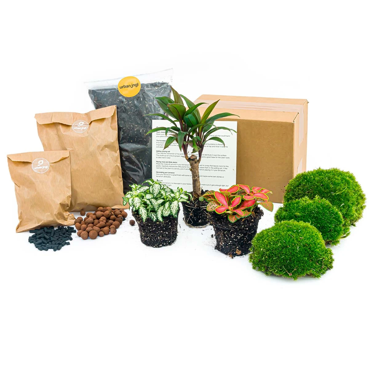 Palm - Plant Terrarium Refill & Starter Kit - 3 Terrarium Plants - DIY 4 Palm - Plant Terrarium Refill & Starter Kit - 3 Terrarium Plants - DIY - Image 2