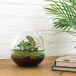 Dome - Two-part Round Glass Terrarium - Bottle Garden DIY Kit - Ø 20 Cm ↑ 20 Cm 11 Dome - Two-part Round Glass Terrarium - Bottle Garden DIY Kit - Ø 20 Cm ↑ 20 Cm -Optimal Glass Plant Shop terrarium pflanzen im glass