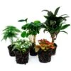 Plant Terrarium Set - Coffea Arabica - 5 Plants - Coffea Arabica - Palm - Asparagus - Red & White Fittonia -Optimal Glass Plant Shop terrarium plant kit coffea arabica 5