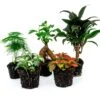 Plant Terrarium Set - Bonsai - 5 Plants - Ficus Ginseng Bonsai - Palm - Asparagus - Red & White Fittonia -Optimal Glass Plant Shop terrarium plant pack bonsai 5
