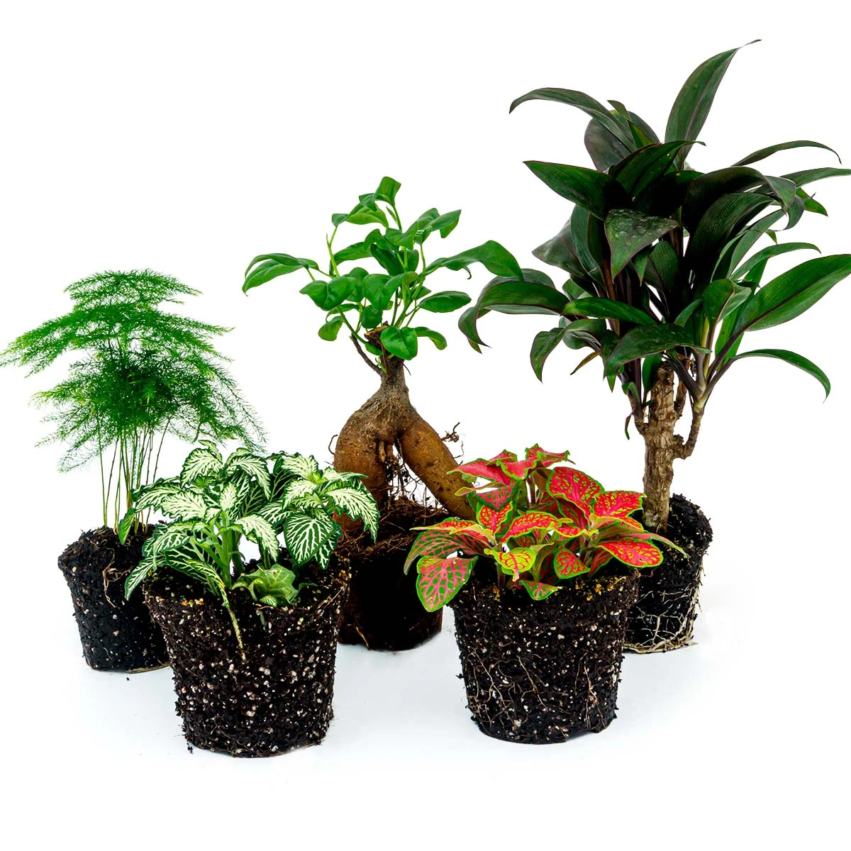 Plant Terrarium Set - Bonsai - 5 Plants - Ficus Ginseng Bonsai - Palm - Asparagus - Red & White Fittonia 3 Plant Terrarium Set - Bonsai - 5 Plants - Ficus Ginseng Bonsai - Palm - Asparagus - Red & White Fittonia