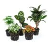 Plant Terrarium Set - Makoyana - 5 Plants - Palm - Calathea Makoyana - Asparagus - Red & White Fittonia -Optimal Glass Plant Shop terrarium plant pack makoyana 5
