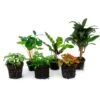 Plant Terrarium Set - Jungle Boost - 6 Plants - Palm - Calathea Lancifolia - Coffea Arabica - Fern - Red & White Fittonia 1 Plant Terrarium Set - Jungle Boost - 6 Plants - Palm - Calathea Lancifolia - Coffea Arabica - Fern - Red & White Fittonia -Optimal Glass Plant Shop terrarium plant package jungle boost 4d40749d 1d54 4a33 8d44 43a7e8e708bc