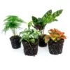 Plant Set - Lancifolia - 4 Plants - Calathea Lancifolia - Asparagus - Red & White Fittonia -Optimal Glass Plant Shop terrarium plant package kit