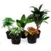 Plant Terrarium Set - Lancifolia - 5 Plants - Palm - Calathea Lancifolia - Asparagus - Red & White Fittonia 2 Plant Terrarium Set - Lancifolia - 5 Plants - Palm - Calathea Lancifolia - Asparagus - Red & White Fittonia -Optimal Glass Plant Shop terrarium plant package kit calthea 5