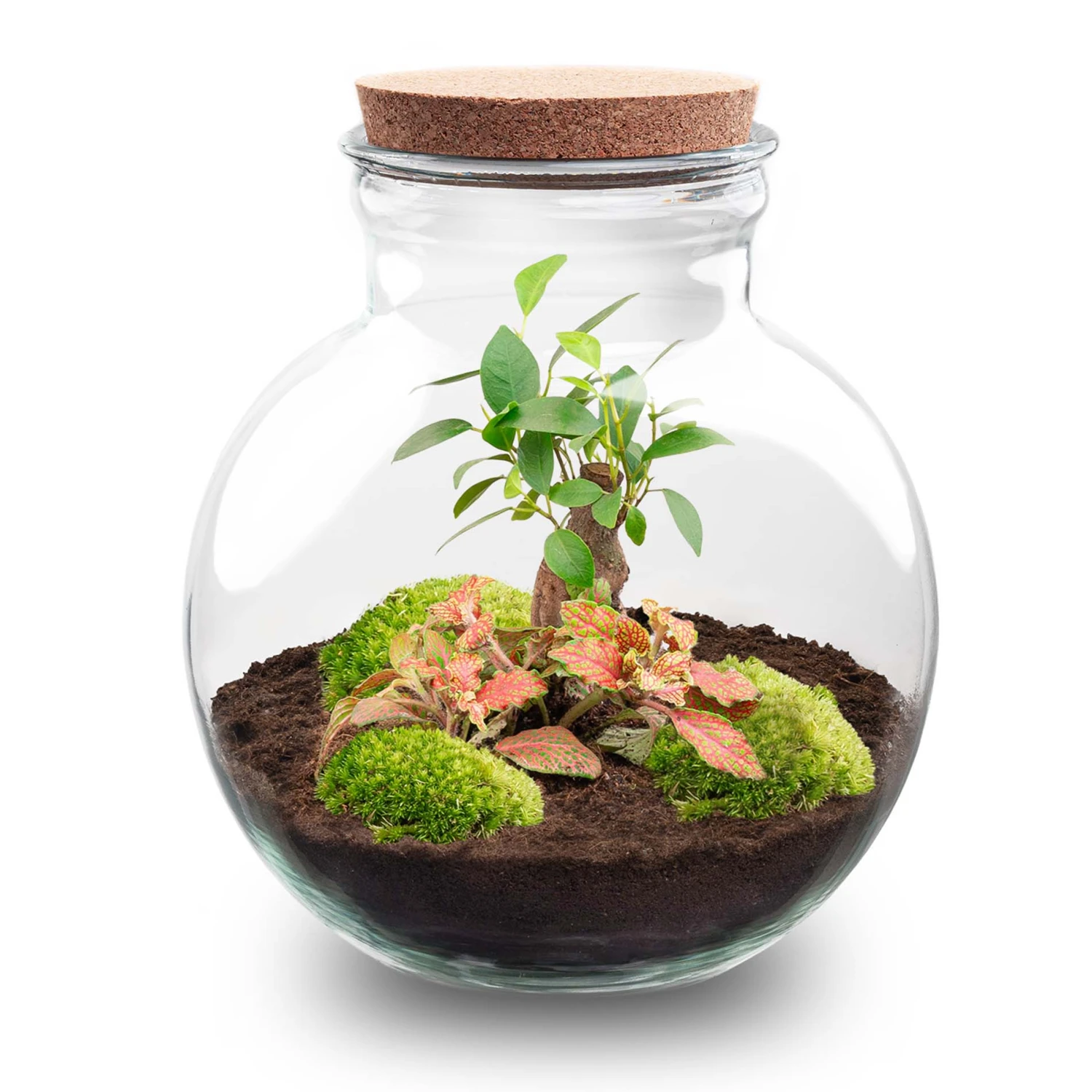 Teddy Bonsai - Terrarium With Light - Bottle Garden DIY Kit - Ø 25 Cm ↑ 26,5 Cm 3 Teddy Bonsai - Terrarium With Light - Bottle Garden DIY Kit - Ø 25 Cm ↑ 26,5 Cm
