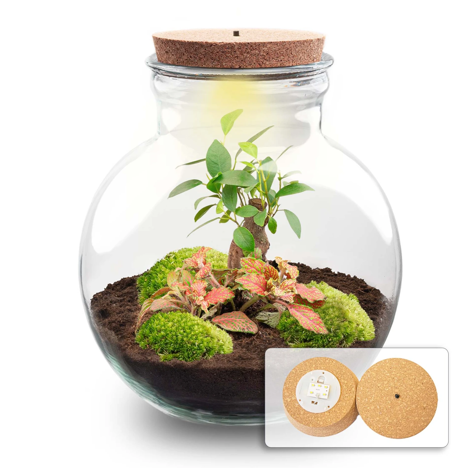 Teddy Bonsai - Terrarium With Light - Bottle Garden DIY Kit - Ø 25 Cm ↑ 26,5 Cm 4 Teddy Bonsai - Terrarium With Light - Bottle Garden DIY Kit - Ø 25 Cm ↑ 26,5 Cm - Image 2