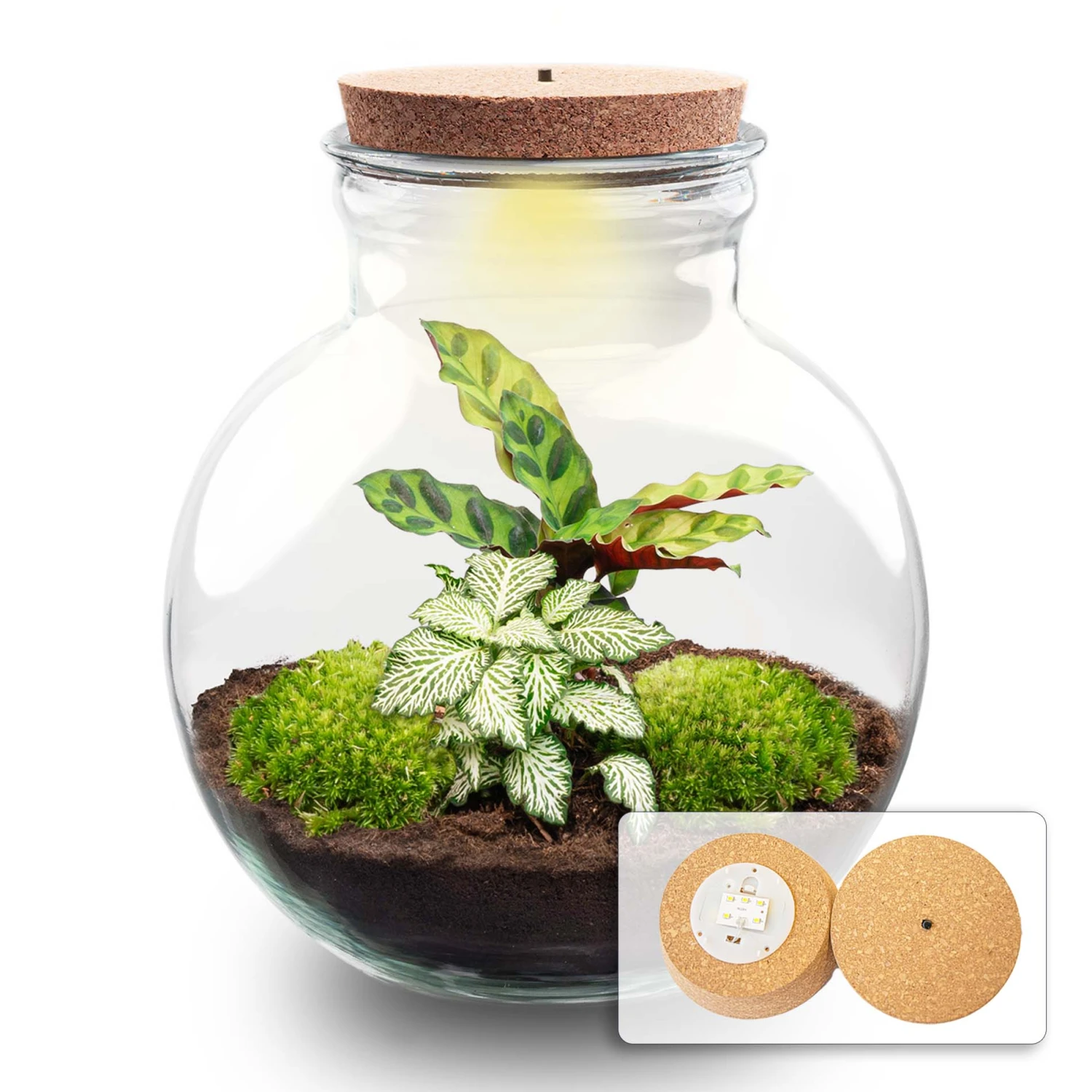 Teddy - Terrarium With Light - Bottle Garden DIY Kit - Ø 25 Cm ↑ 26,5 Cm 4 Teddy - Terrarium With Light - Bottle Garden DIY Kit - Ø 25 Cm ↑ 26,5 Cm - Image 2
