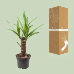 Yucca Elephantipes (Palm Lily) ↑ 40 Cm -Optimal Glass Plant Shop thumbnail 6000 267a1a2a 5868 4168 aef1 68cffb2d1233