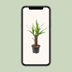 Yucca Elephantipes (Palm Lily) ↑ 40 Cm -Optimal Glass Plant Shop thumbnail 6000 6c618163 ee73 4db5 b53c bb1f5b04c110