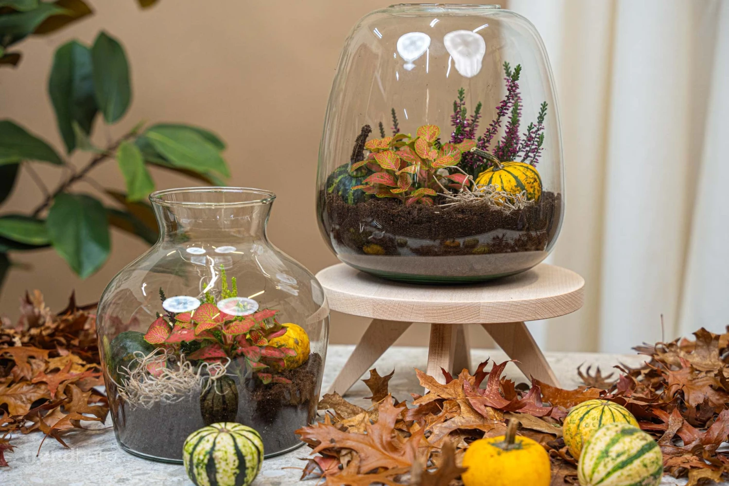 Little Joe Autumn - Glass Bottle With Autumn Plants And Mini Pumpkins - Autumn Bottle Garden DIY Kit - Ø 20 Cm ↑ 22 Cm 4 Little Joe Autumn - Glass Bottle With Autumn Plants And Mini Pumpkins - Autumn Bottle Garden DIY Kit - Ø 20 Cm ↑ 22 Cm - Image 2