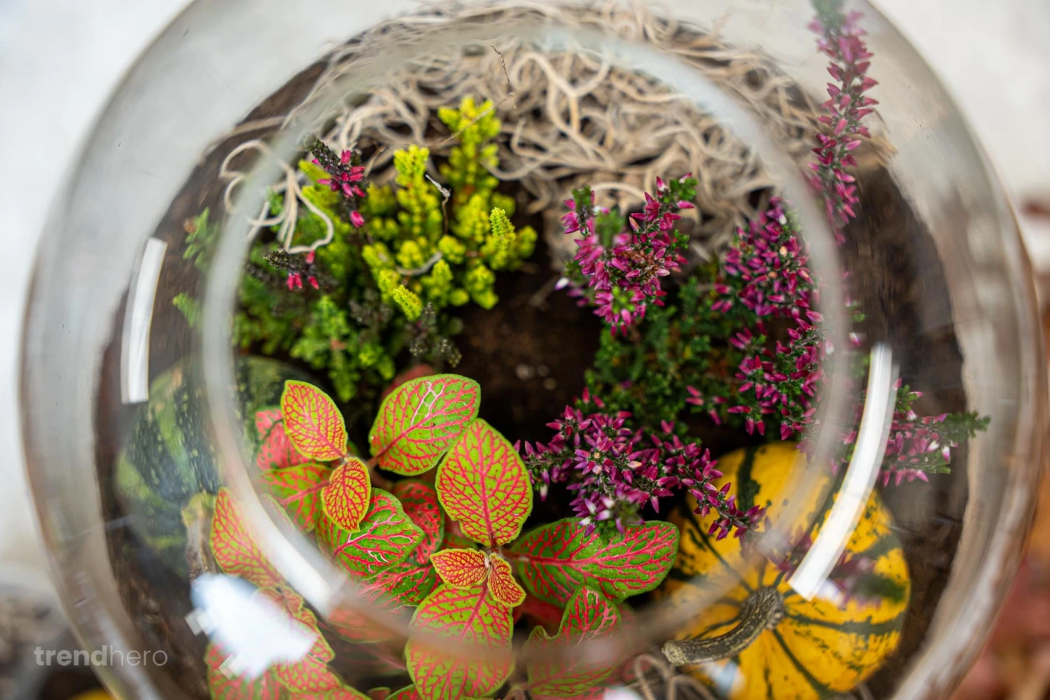 Emma Autumn - Glass Bottle With Autumn Plants And Mini Pumpkins - Autumn Bottle Garden DIY Kit - Ø 23 Cm ↑ 25 Cm 4 Emma Autumn - Glass Bottle With Autumn Plants And Mini Pumpkins - Autumn Bottle Garden DIY Kit - Ø 23 Cm ↑ 25 Cm - Image 2