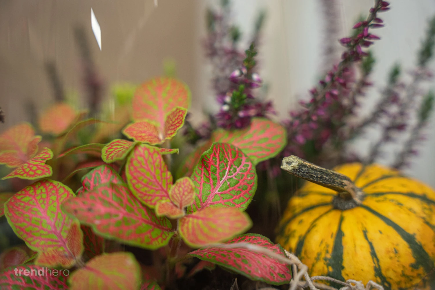 Emma Autumn - Glass Bottle With Autumn Plants And Mini Pumpkins - Autumn Bottle Garden DIY Kit - Ø 23 Cm ↑ 25 Cm 5 Emma Autumn - Glass Bottle With Autumn Plants And Mini Pumpkins - Autumn Bottle Garden DIY Kit - Ø 23 Cm ↑ 25 Cm - Image 3