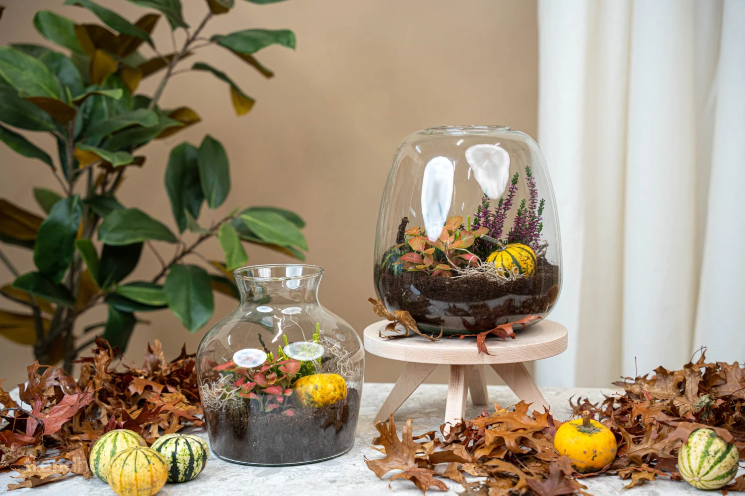 Emma Autumn - Glass Bottle With Autumn Plants And Mini Pumpkins - Autumn Bottle Garden DIY Kit - Ø 23 Cm ↑ 25 Cm 6 Emma Autumn - Glass Bottle With Autumn Plants And Mini Pumpkins - Autumn Bottle Garden DIY Kit - Ø 23 Cm ↑ 25 Cm - Image 4