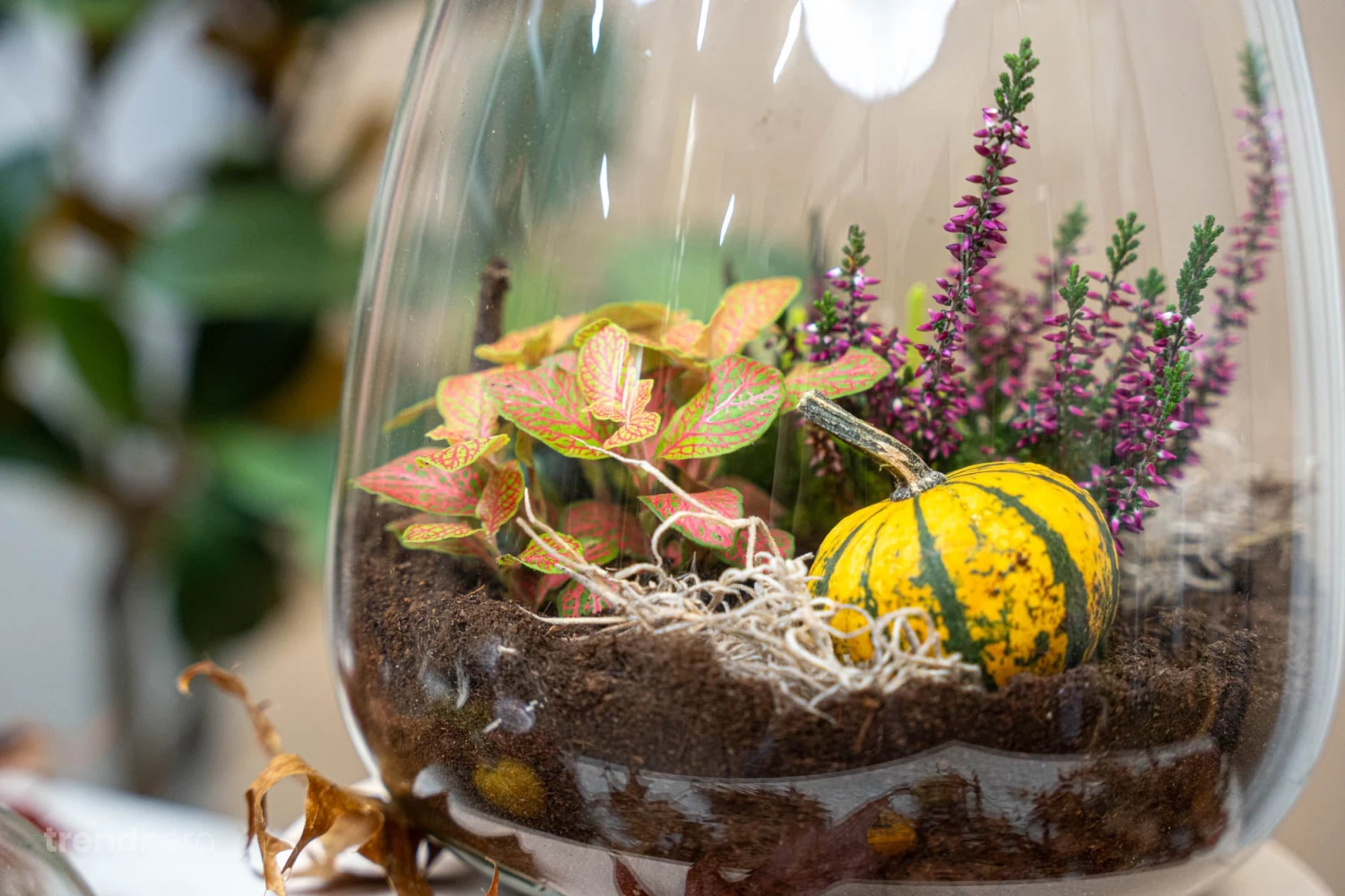 Emma Autumn - Glass Bottle With Autumn Plants And Mini Pumpkins - Autumn Bottle Garden DIY Kit - Ø 23 Cm ↑ 25 Cm 7 Emma Autumn - Glass Bottle With Autumn Plants And Mini Pumpkins - Autumn Bottle Garden DIY Kit - Ø 23 Cm ↑ 25 Cm - Image 5