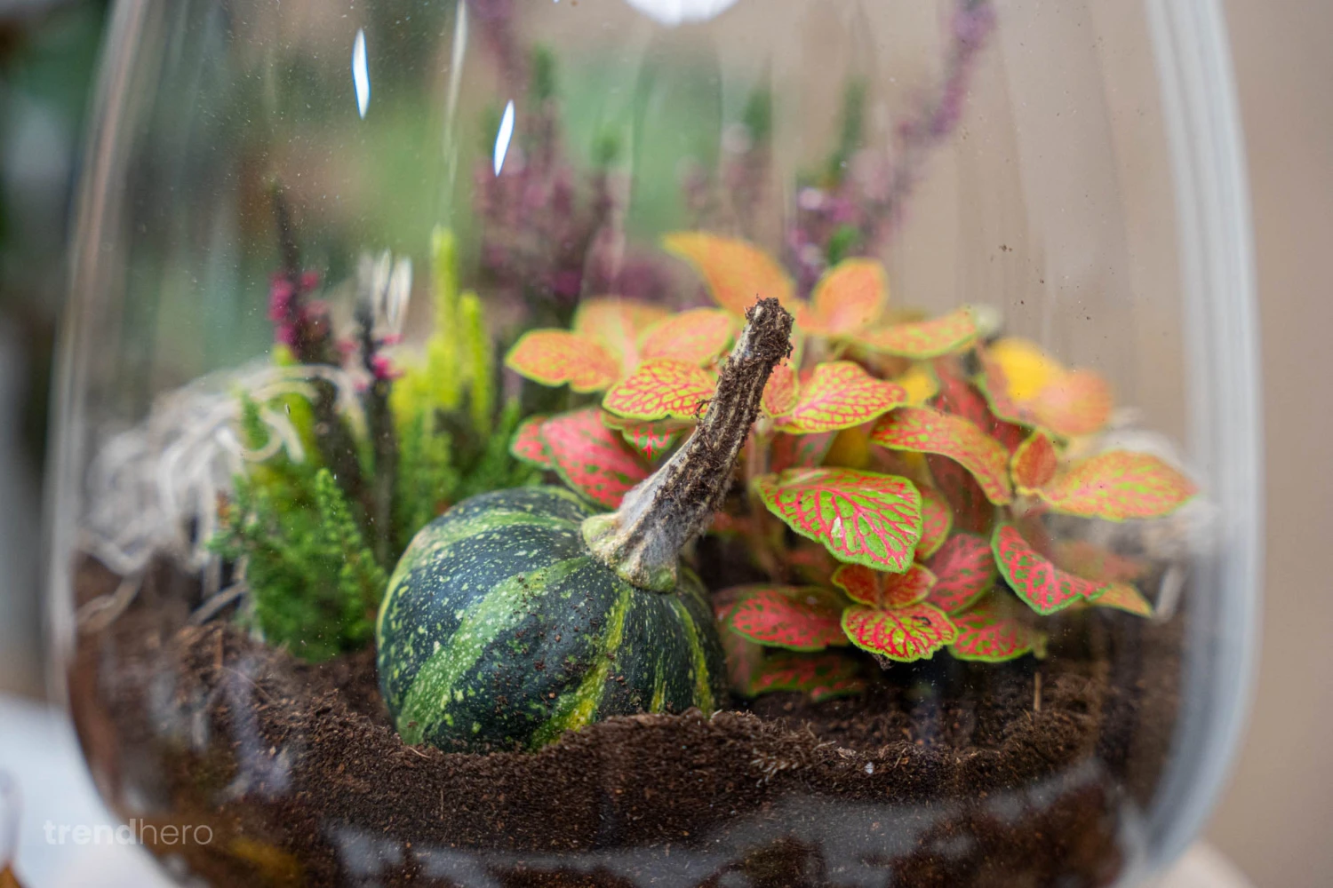 Little Joe Autumn - Glass Bottle With Autumn Plants And Mini Pumpkins - Autumn Bottle Garden DIY Kit - Ø 20 Cm ↑ 22 Cm 5 Little Joe Autumn - Glass Bottle With Autumn Plants And Mini Pumpkins - Autumn Bottle Garden DIY Kit - Ø 20 Cm ↑ 22 Cm - Image 3