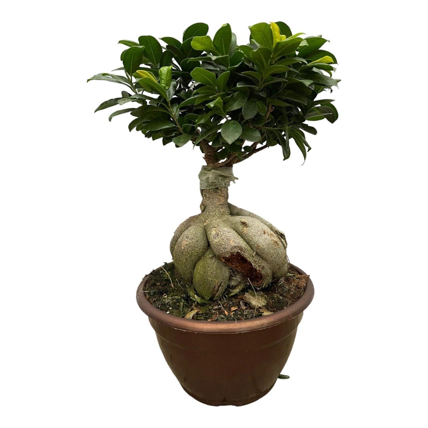 Ficus Microcarpa Ginseng (bonsai) ↑ 50 Cm 3 Ficus Microcarpa Ginseng (bonsai) ↑ 50 Cm