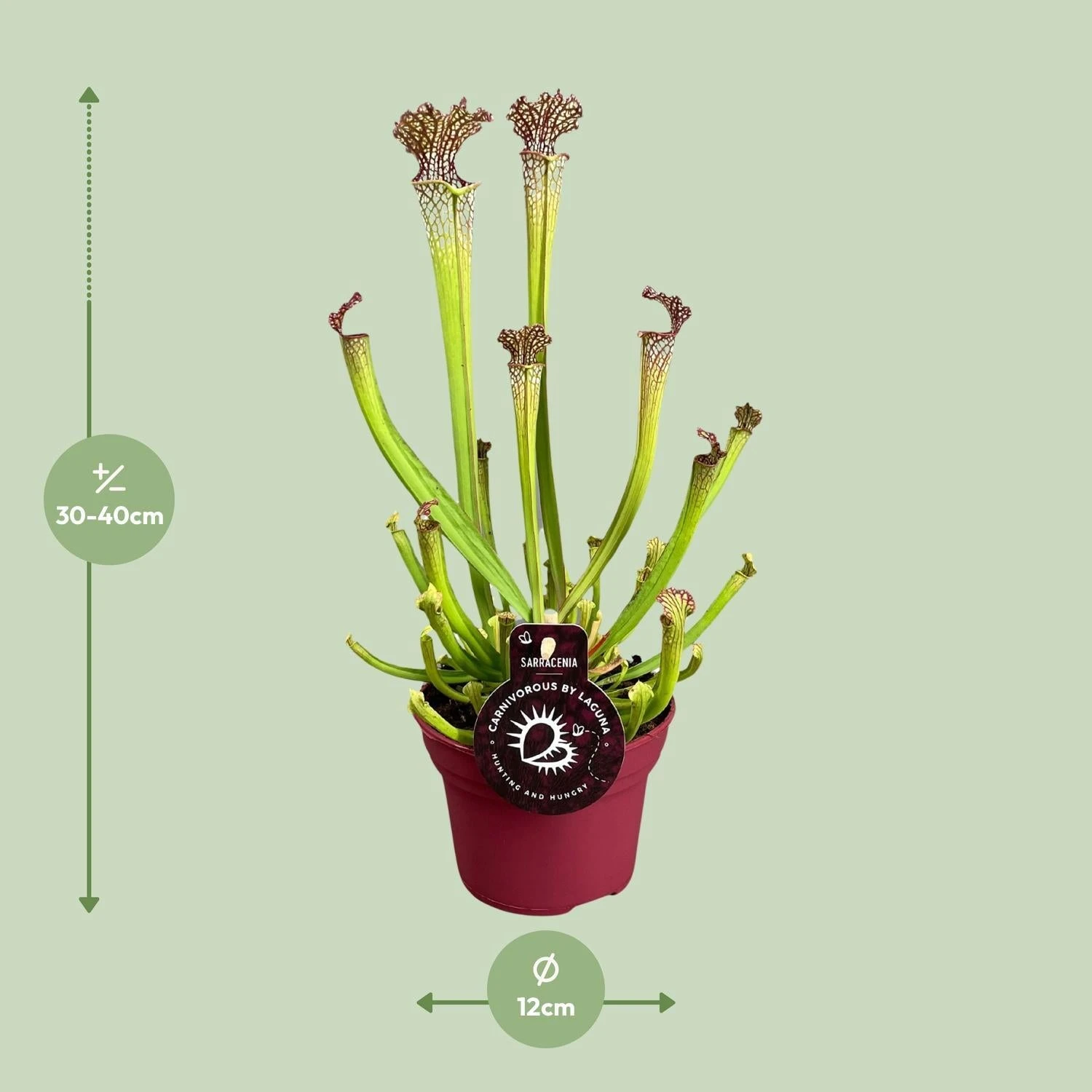 Sarracenia Farnhamii (Pitcher Plant) ↑ 40 Cm 4 Sarracenia Farnhamii (Pitcher Plant) ↑ 40 Cm - Image 2