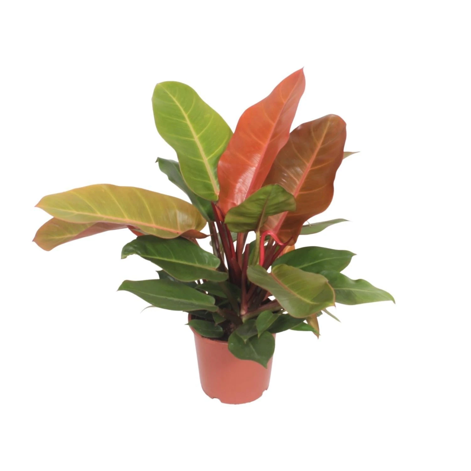 Philodendron Prince Of Orange (Heartleaf Philodendron) ↑ 45 Cm 3 Philodendron Prince Of Orange (Heartleaf Philodendron) ↑ 45 Cm