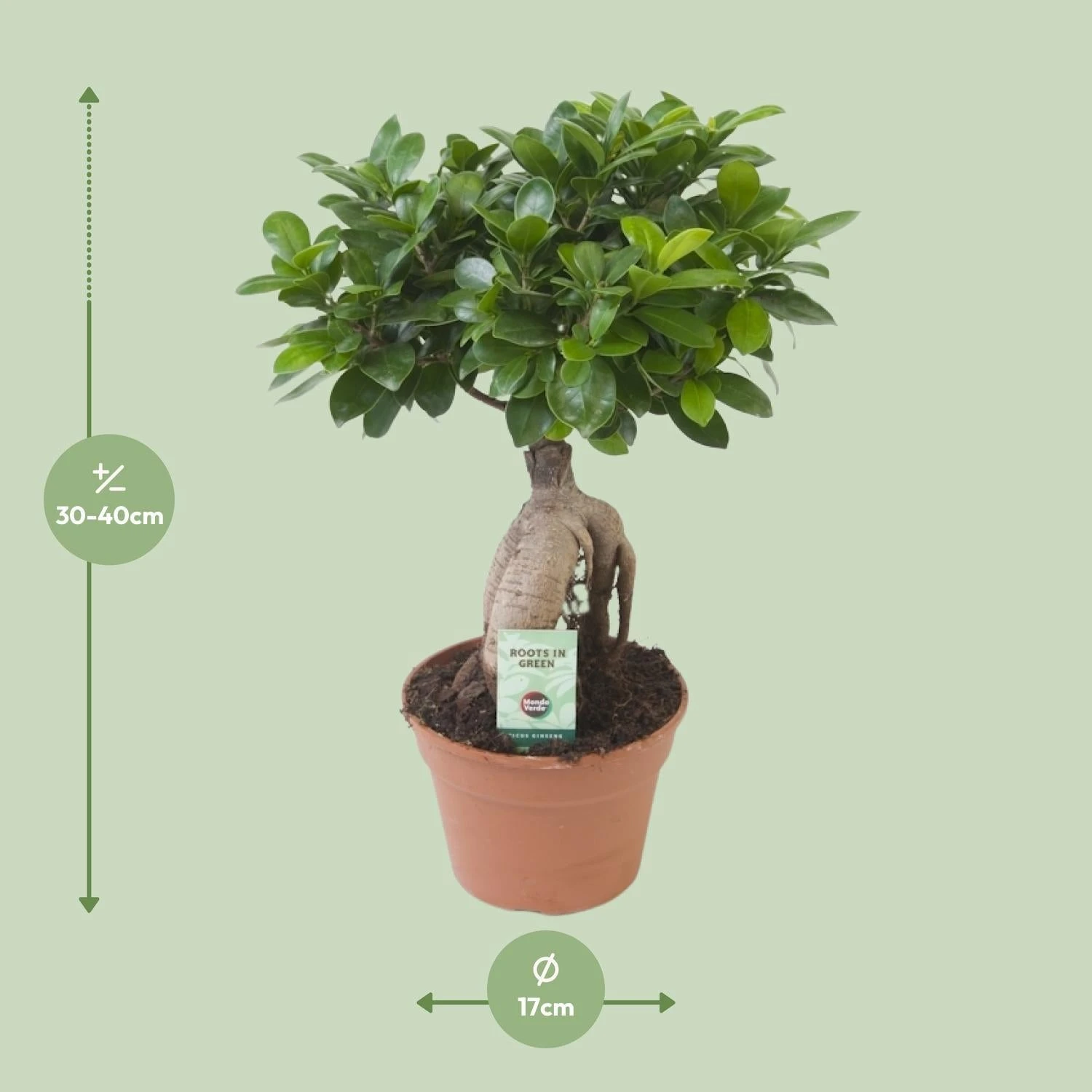 Ficus Ginseng (bonsai) - Ø 17cm - ↑ 40cm 4 Ficus Ginseng (bonsai) - Ø 17cm - ↑ 40cm - Image 2