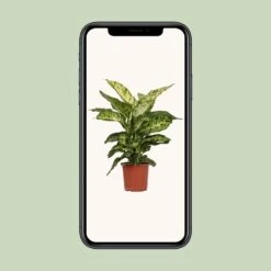 Dieffenbachia Mars (Dumb Cane) ↑ 50 Cm 9 Dieffenbachia Mars (Dumb Cane) ↑ 50 Cm -Optimal Glass Plant Shop unnamed 10584491 368c 4884 8161 040ef242e950