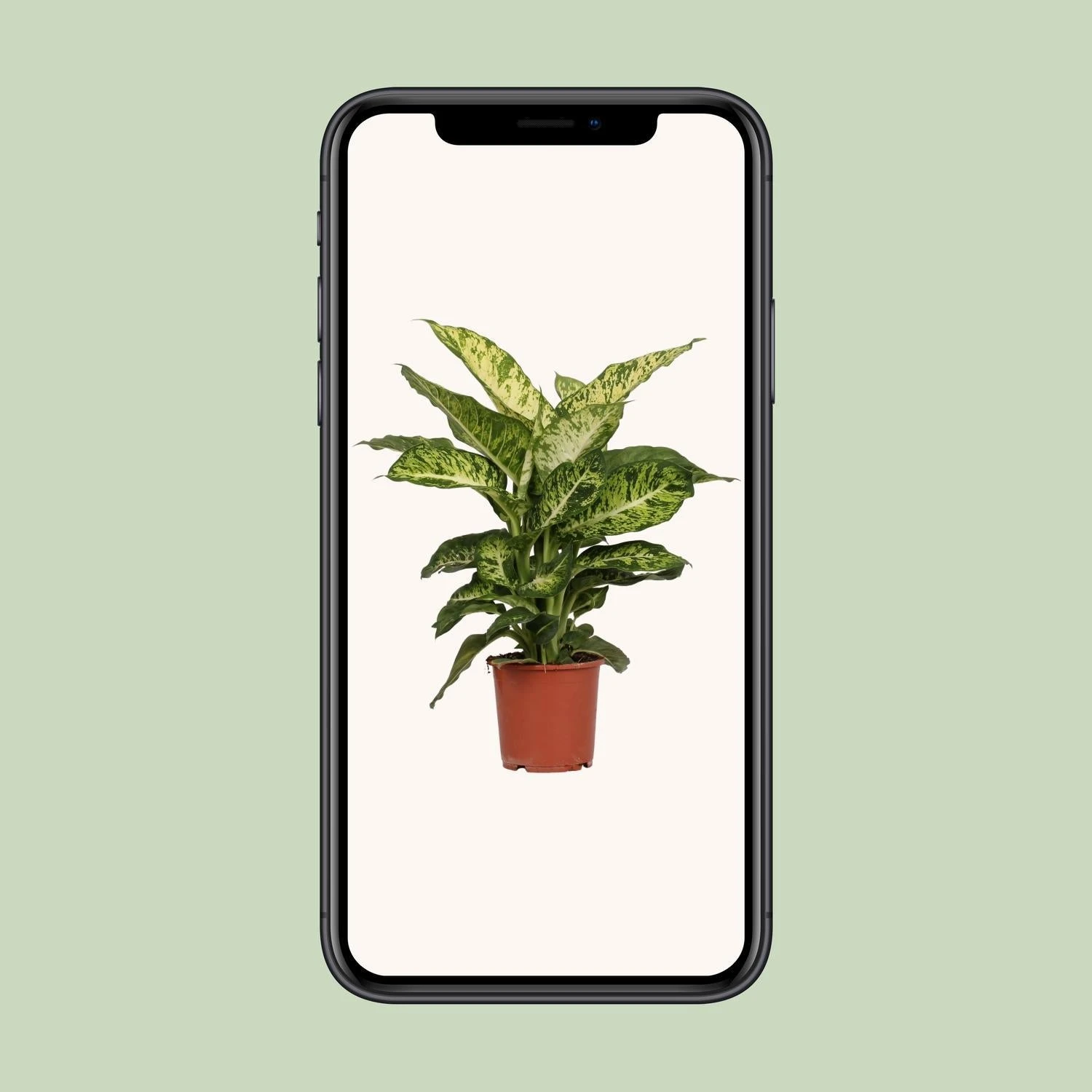 Dieffenbachia Mars (Dumb Cane) ↑ 50 Cm 6 Dieffenbachia Mars (Dumb Cane) ↑ 50 Cm - Image 4