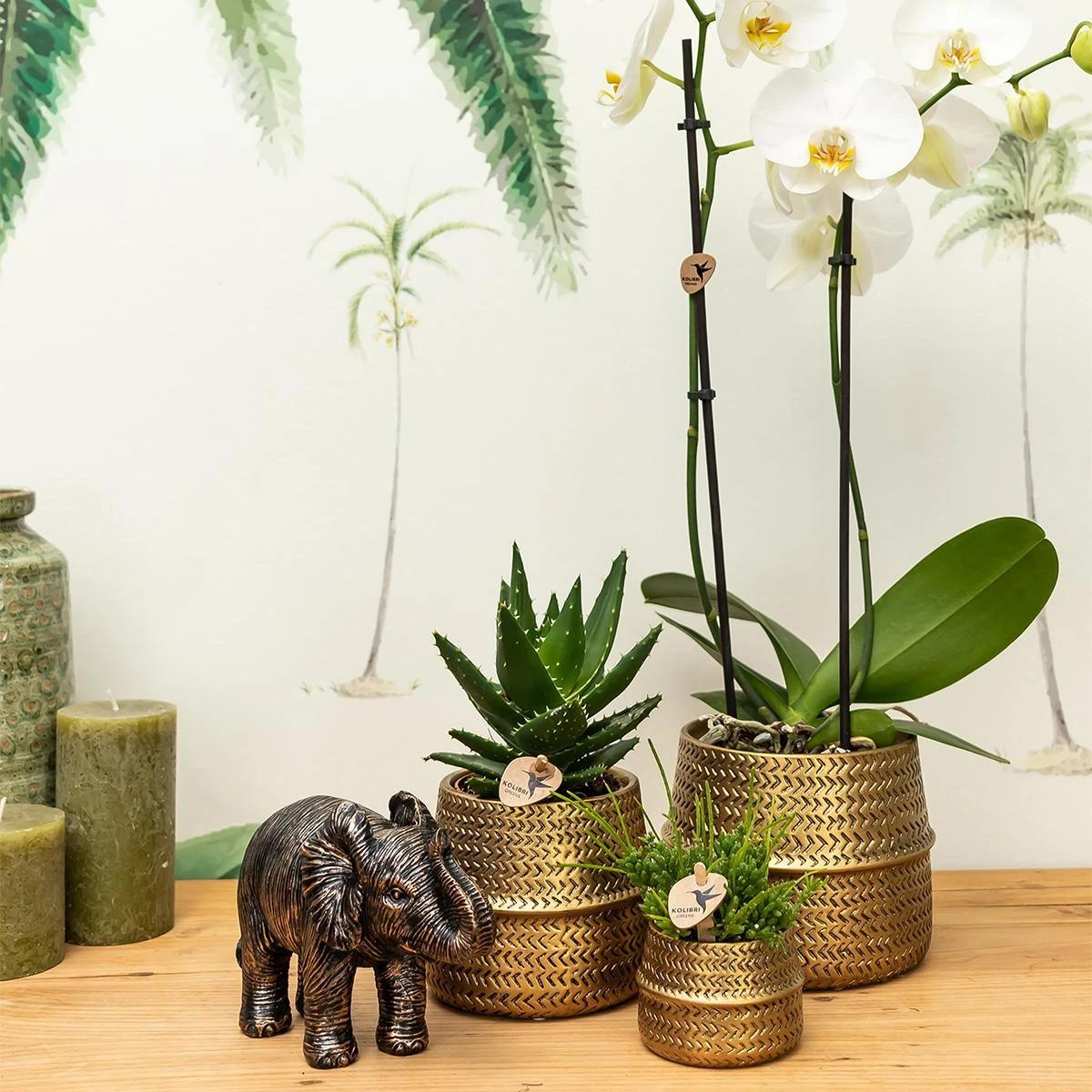 Groove Gold Plant Set | Set With White Phalaenopsis Orchid And Small & Large Succulent - Gold Ceramic Pots Included 4 Groove Gold Plant Set | Set With White Phalaenopsis Orchid And Small & Large Succulent - Gold Ceramic Pots Included - Image 2