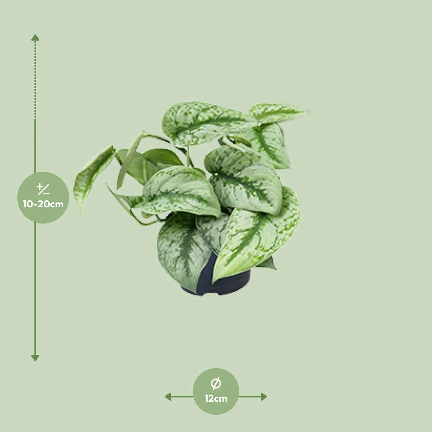 Scindapsus Pictus Trebie (Silvery Ann Pothos) ↑ 15 Cm 4 Scindapsus Pictus Trebie (Silvery Ann Pothos) ↑ 15 Cm - Image 2