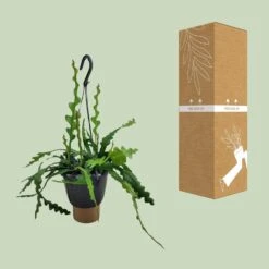 Epiphyllum Anguliger (Fishbone Cactus) ↑ 35 Cm 8 Epiphyllum Anguliger (Fishbone Cactus) ↑ 35 Cm -Optimal Glass Plant Shop unnamed 17e3cbf5 8a42 4344 94de 1ea6b9799d70