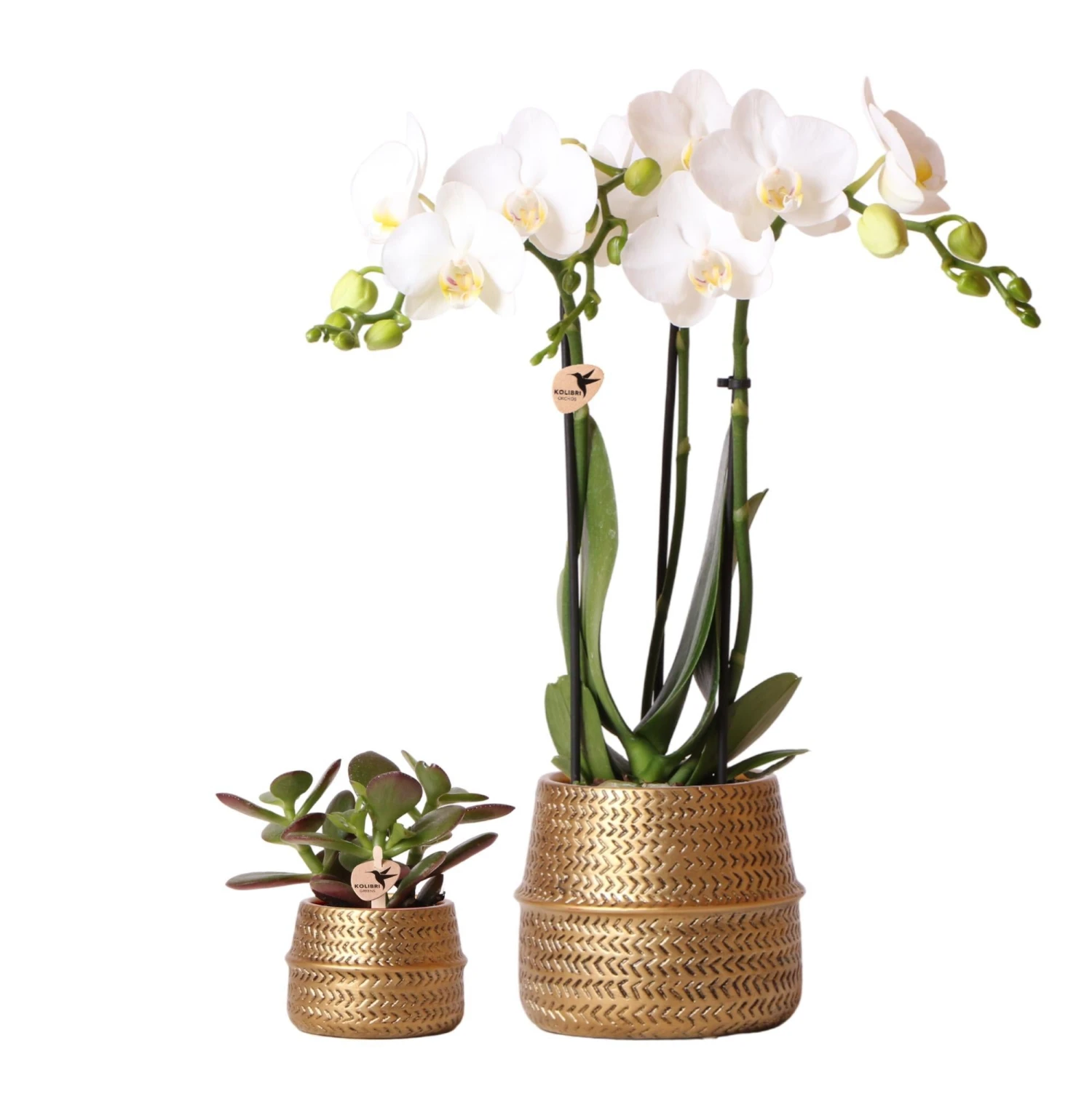 Groove Gold Plant Set | Set With White Phalaenopsis Orchid And Small & Large Succulent - Gold Ceramic Pots Included 3 Groove Gold Plant Set | Set With White Phalaenopsis Orchid And Small & Large Succulent - Gold Ceramic Pots Included