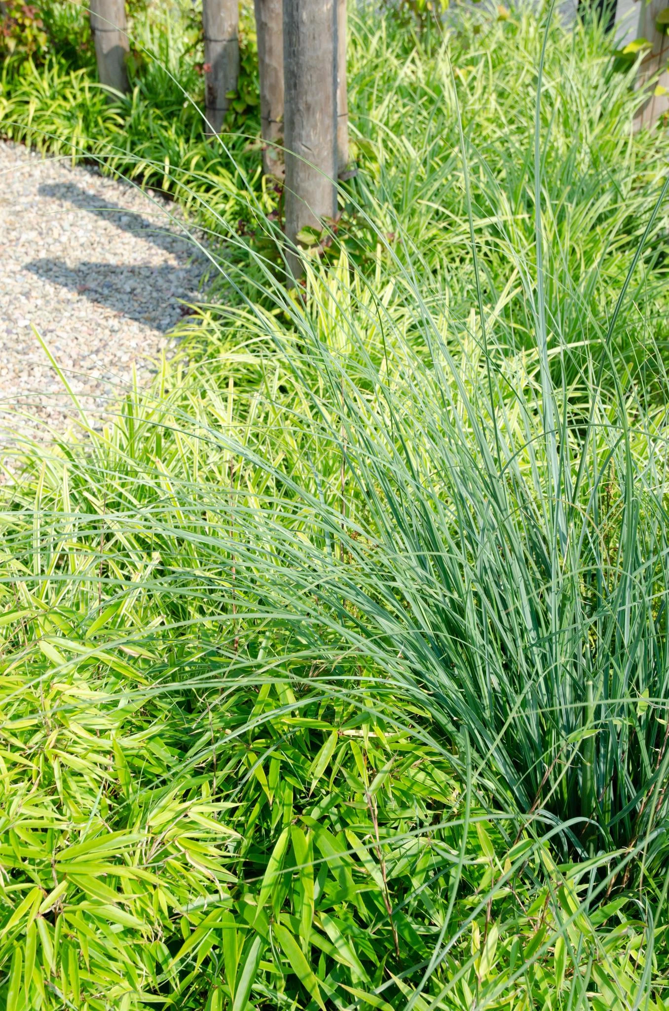 Fargesia Rufa (Bamboo) ↑ 60 Cm 5 Fargesia Rufa (Bamboo) ↑ 60 Cm - Image 3