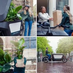 Calathea Zebrina (Peacock Plant) ↑ 80 Cm 15 Calathea Zebrina (Peacock Plant) ↑ 80 Cm -Optimal Glass Plant Shop unnamed 1d0f517a d06d 46f5 a327 f4c3a9b21bd7