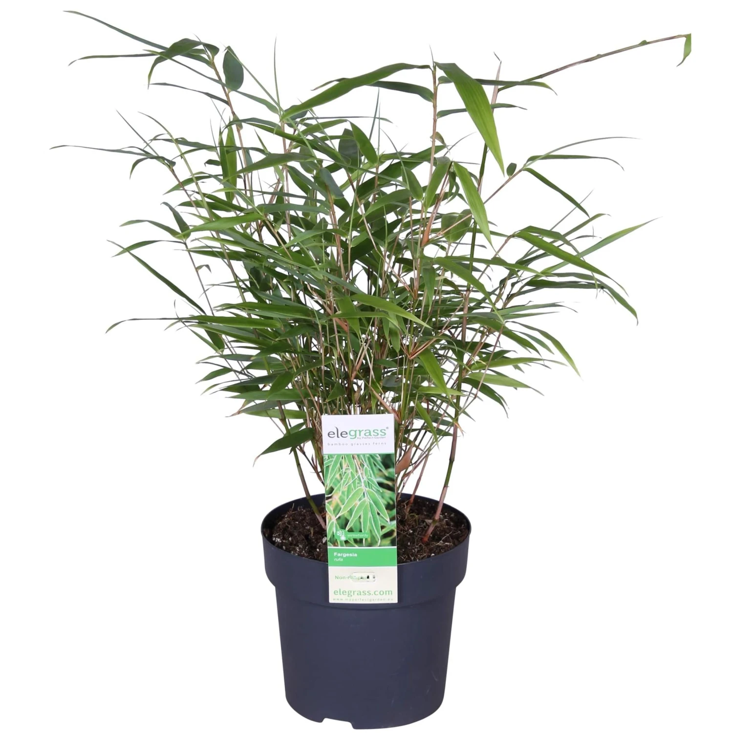 Fargesia Rufa (Bamboo Plant) ↑ 40cm 3 Fargesia Rufa (Bamboo Plant) ↑ 40cm
