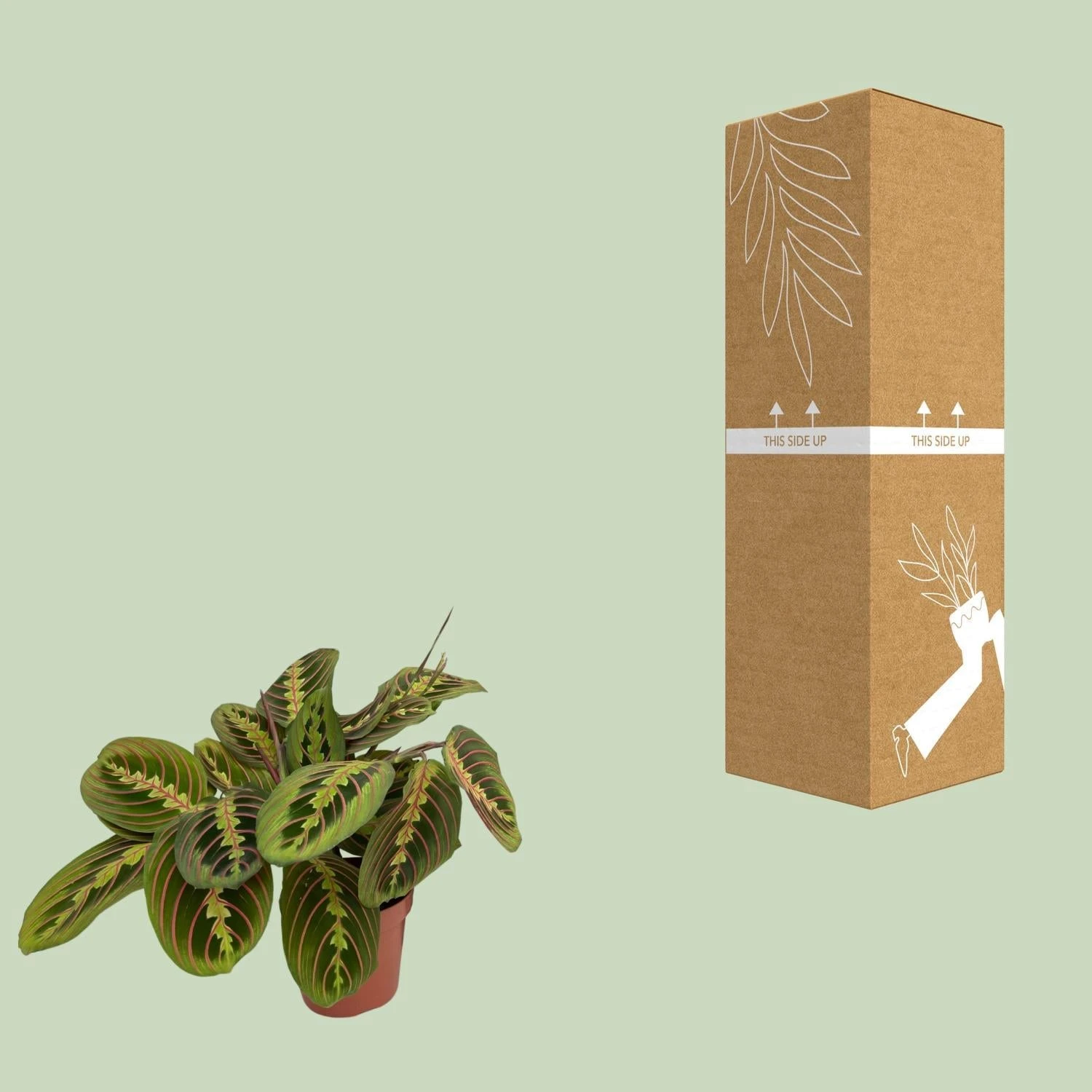 Maranta Fascinator (Prayer Plant) ↑ 20 Cm 5 Maranta Fascinator (Prayer Plant) ↑ 20 Cm - Image 3