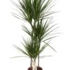 Dracaena Marginata (Dragon Tree) ↑ 120 Cm -Optimal Glass Plant Shop unnamed 21136c49 1f1c 4314 9399 07fd56e74b7e