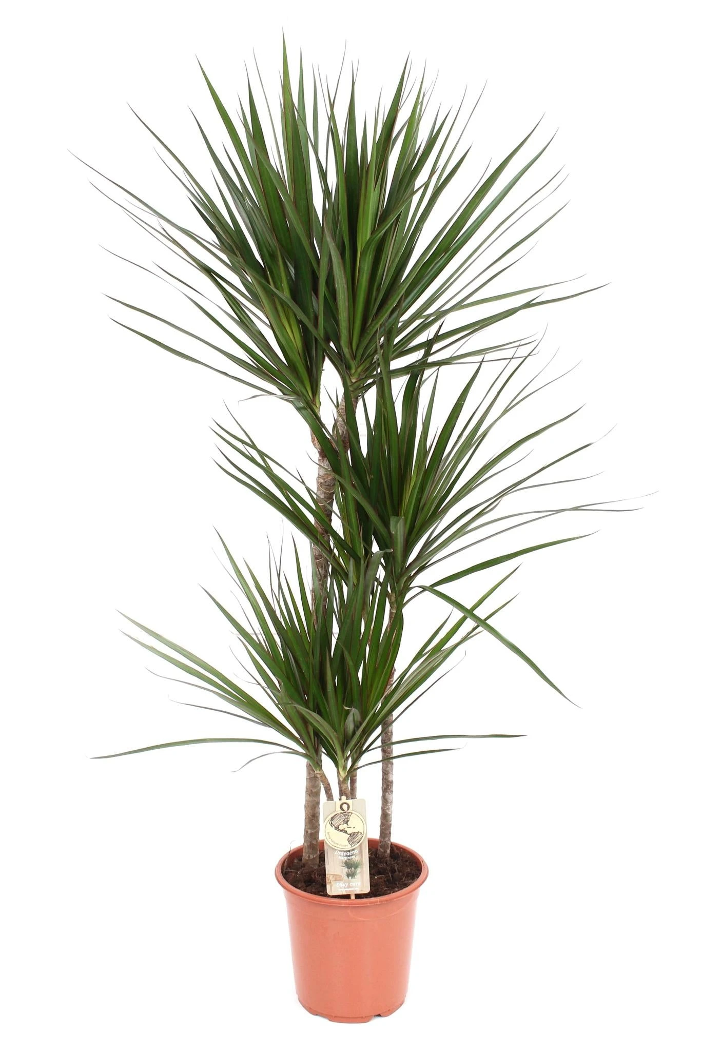 Dracaena Marginata (Dragon Tree) ↑ 120 Cm 3 Dracaena Marginata (Dragon Tree) ↑ 120 Cm