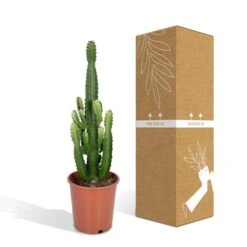 Euphorbia Acrurensis (Cowboy Cactus) ↑ 60 Cm 14 Euphorbia Acrurensis (Cowboy Cactus) ↑ 60 Cm -Optimal Glass Plant Shop unnamed 21bd4efe 2bee 4544 92c7 a36efeacb42c
