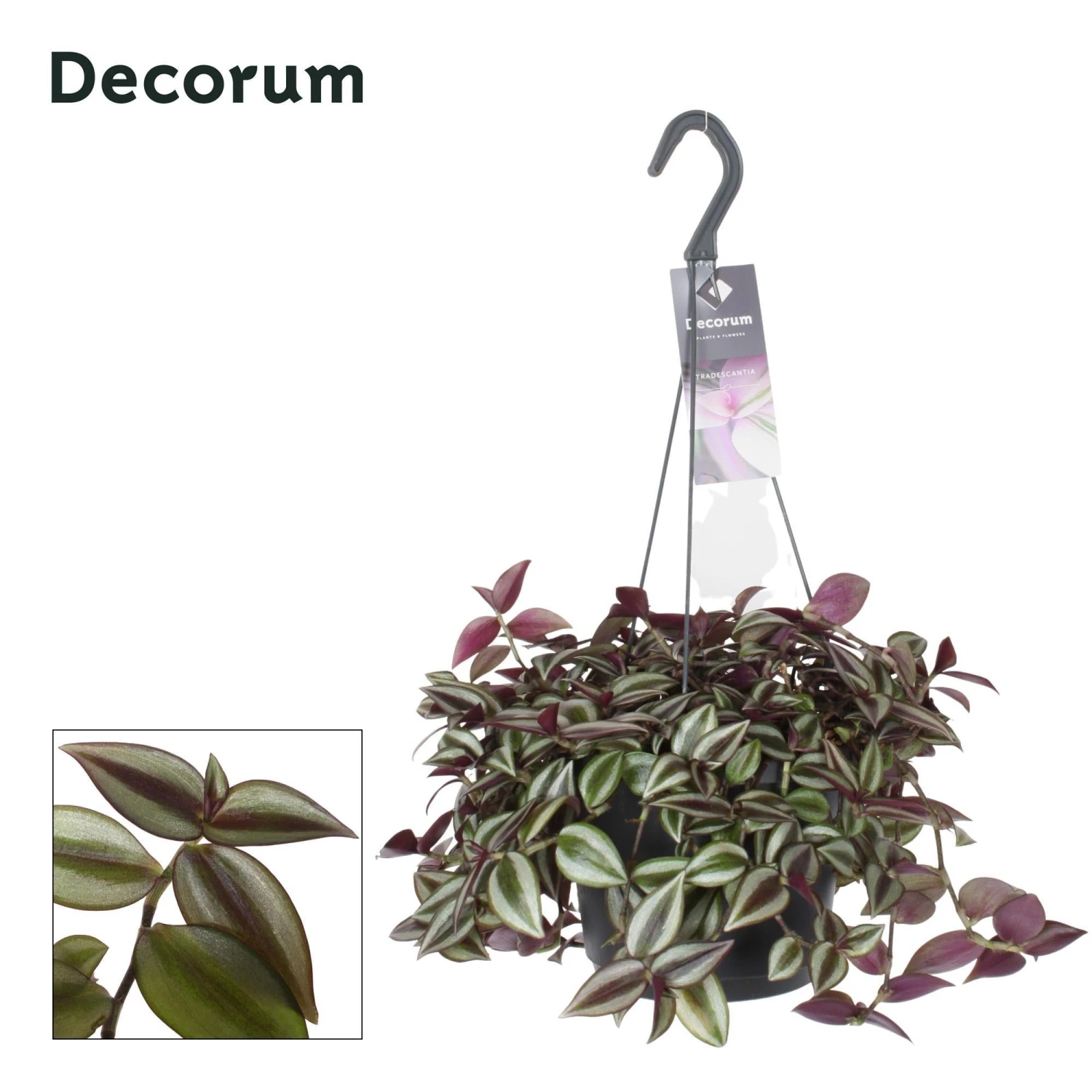 Tradescantia Zebrina Purpusii (Wandering Jew) ↑ 30 Cm 3 Tradescantia Zebrina Purpusii (Wandering Jew) ↑ 30 Cm