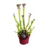 Sarracenia Farnhamii (Pitcher Plant) ↑ 40 Cm 1 Sarracenia Farnhamii (Pitcher Plant) ↑ 40 Cm -Optimal Glass Plant Shop unnamed 258553b1 bc10 4fbe ba8e 55d66758b160
