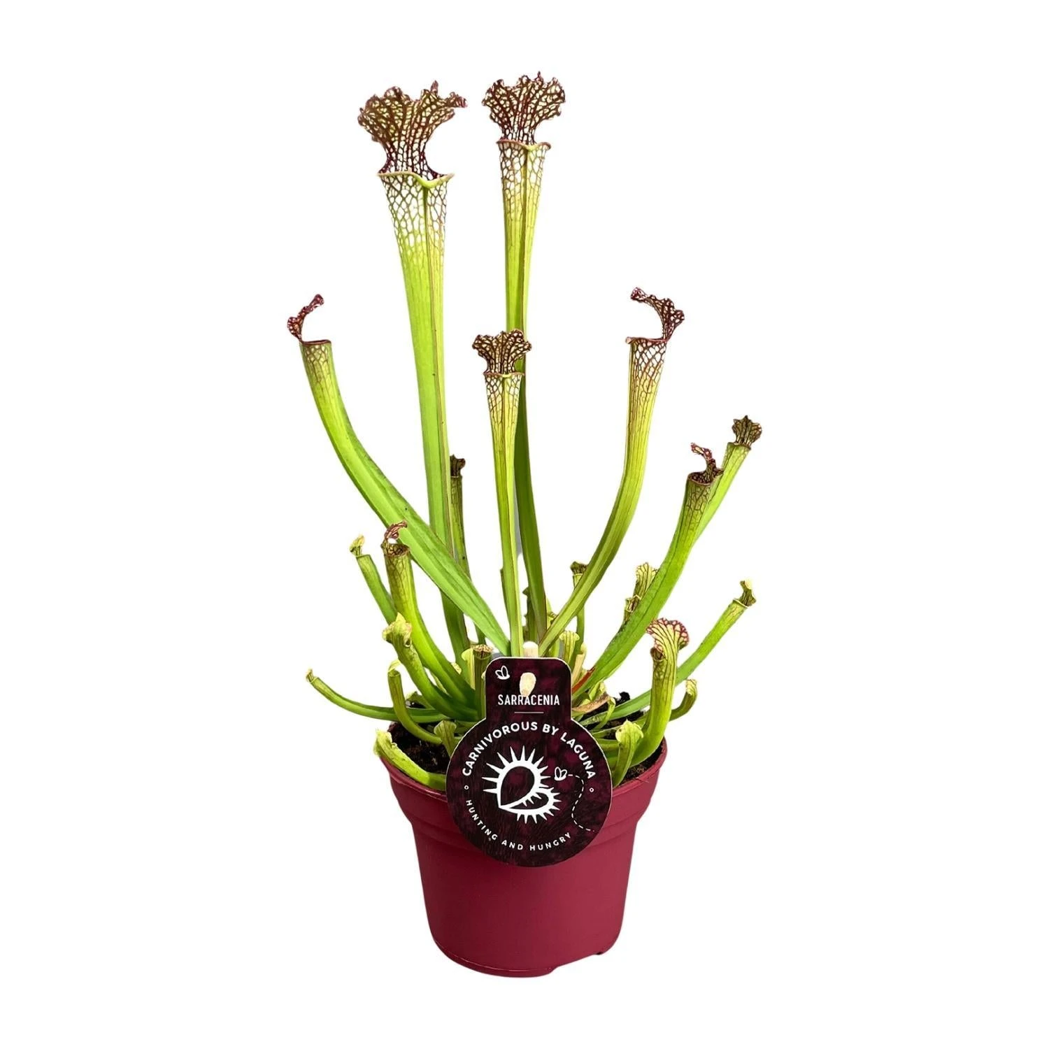 Sarracenia Farnhamii (Pitcher Plant) ↑ 40 Cm 3 Sarracenia Farnhamii (Pitcher Plant) ↑ 40 Cm