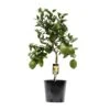 Citrus Lemon (Lemon Tree) ↑ 80 Cm 2 Citrus Lemon (Lemon Tree) ↑ 80 Cm -Optimal Glass Plant Shop unnamed 26c1b7e3 370e 4593 8d14 2373487a481c