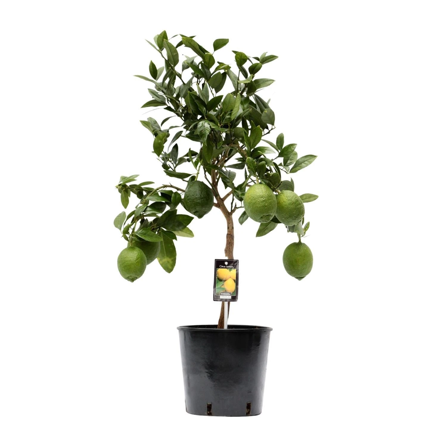 Citrus Lemon (Lemon Tree) ↑ 80 Cm 3 Citrus Lemon (Lemon Tree) ↑ 80 Cm