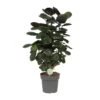 Polyscias Scutellaria Fabian (Araliapalm) ↑ 60 Cm -Optimal Glass Plant Shop unnamed 2caec8e3 64e0 4beb 8a08 3eabd42af0cc