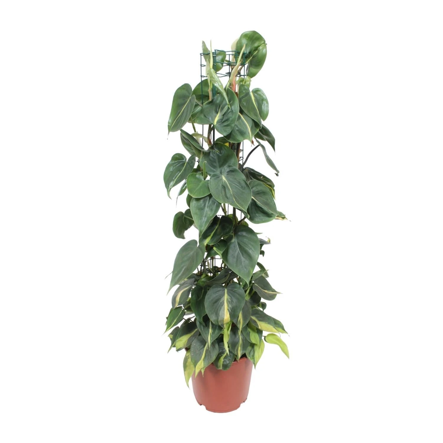 Philodendron Scandens Brasil (Heartleaf Philodendron) ↑ 120 Cm 3 Philodendron Scandens Brasil (Heartleaf Philodendron) ↑ 120 Cm