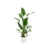 Strelitzia Nicolai (Bird Of Paradise Plant) + Elho Vibes Fold Round White ↑ 160 Cm -Optimal Glass Plant Shop unnamed 38fddf3b bb75 4164 aecd bb94890cf776