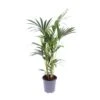 Howea Forsteriana (Kentia Palm) ↑ 75 Cm 1 Howea Forsteriana (Kentia Palm) ↑ 75 Cm -Optimal Glass Plant Shop unnamed 3aedb105 8342 48f4 9388 d45325e213f1