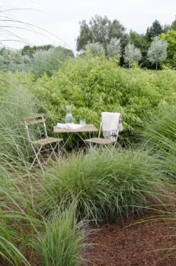 Fargesia Rufa (Bamboo Plant) ↑ 40cm 14 Fargesia Rufa (Bamboo Plant) ↑ 40cm -Optimal Glass Plant Shop unnamed 3d9cbce1 9f44 4978 959f e407d9b4b6d3