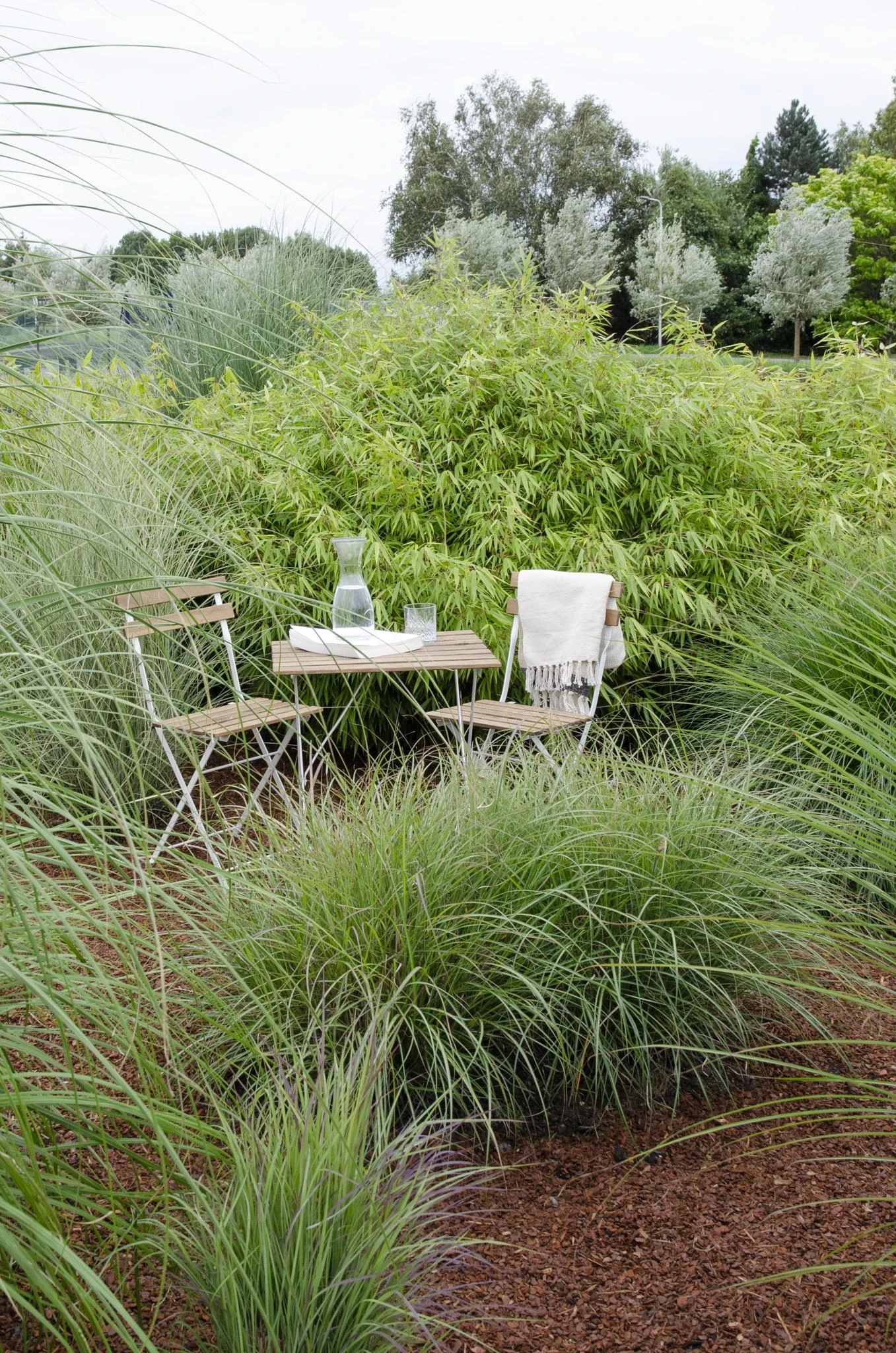 Fargesia Rufa (Bamboo Plant) ↑ 40cm 6 Fargesia Rufa (Bamboo Plant) ↑ 40cm - Image 4