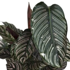 Calathea Ornata (Pinstripe Plant) ↑ 75 Cm -Optimal Glass Plant Shop unnamed 3f0987ef c6a4 4973 8b95 4e7c28c11576