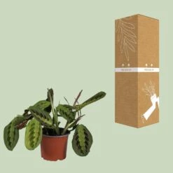 Maranta Leuconeura Fascinator (Prayer Plant) ↑ 30 Cm 8 Maranta Leuconeura Fascinator (Prayer Plant) ↑ 30 Cm -Optimal Glass Plant Shop unnamed 4192683c 82a9 4f9f bcd1 bf52cdd9fd98